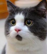 伟德BETVLCTOR1946始于英国(中国游)·官网